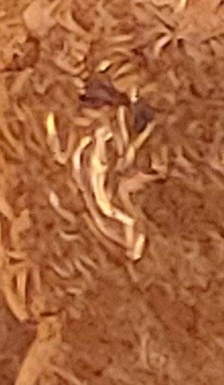 1983-D-Lincoln-Penny