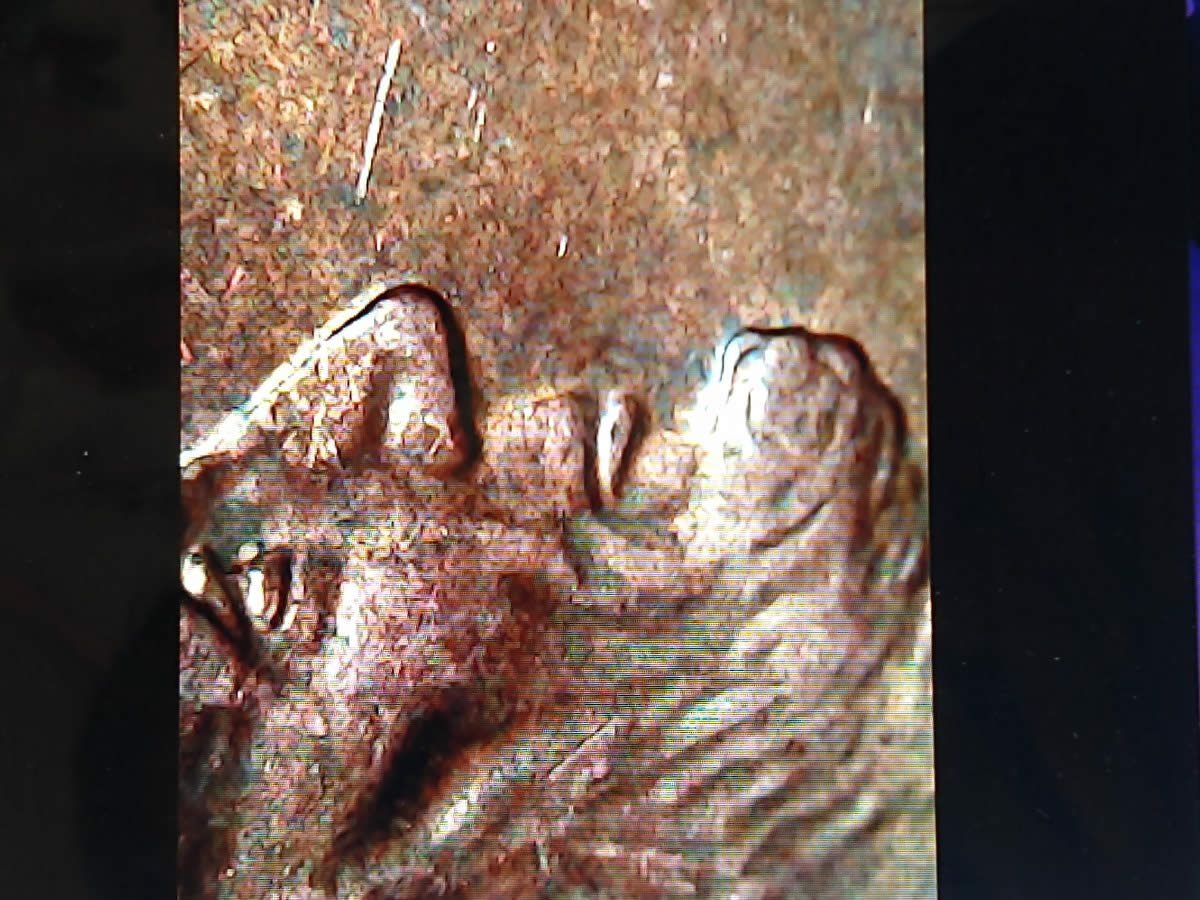 2000-D-Lincoln-Cent.