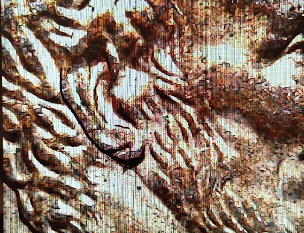 1995-D-Lincoln-Cent.--Double-Ear