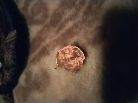 Does-This-Really-Happen-To-Pennies?