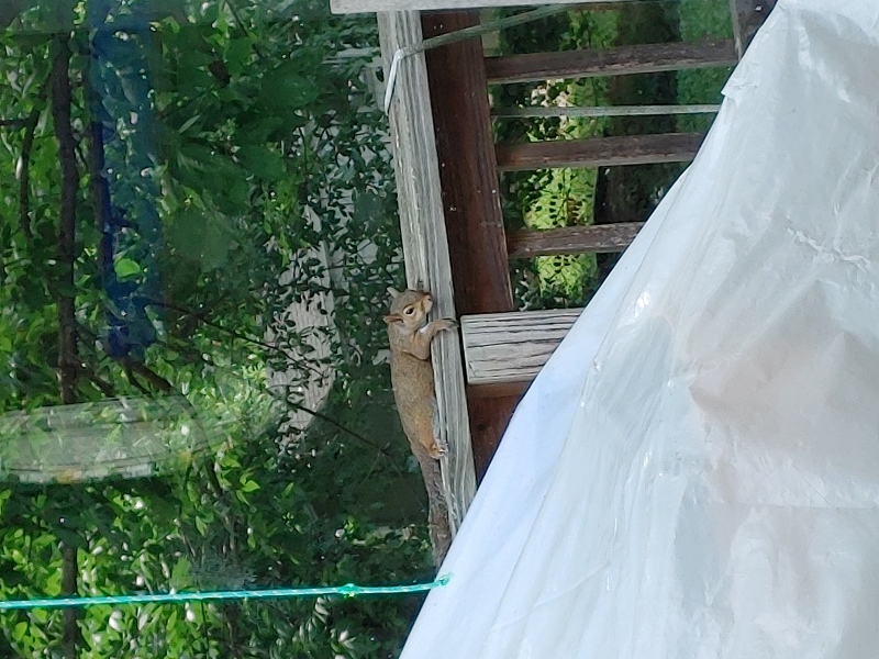 Feel-Like-You're-Being-Watched?