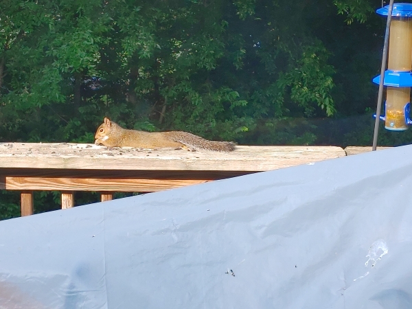 Feel-Like-You're-Being-Watched?