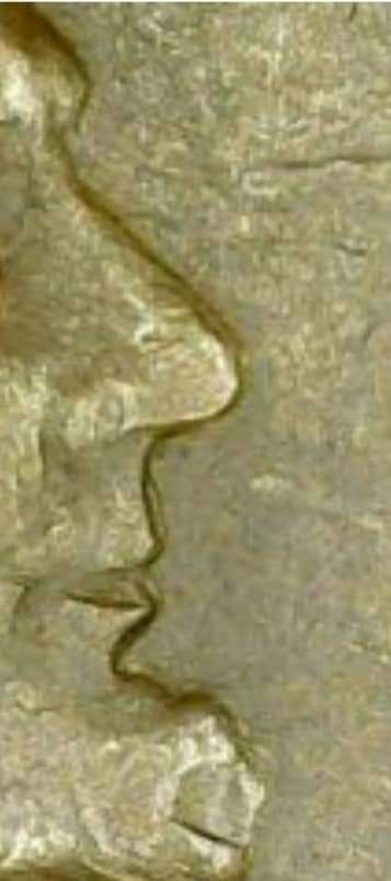 Wheat-Cent-Double-Eye-Lid-And-Mouth?