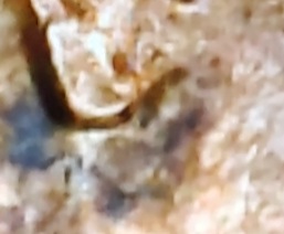 1983-D-Lincoln-Cent-Doubled-Ear.