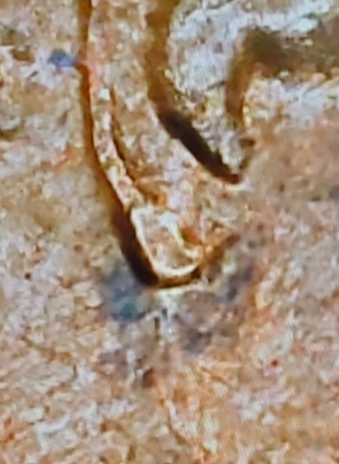 1983-D-Lincoln-Cent-Doubled-Ear.