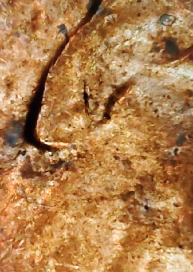 1983-D-Lincoln-Cent-Doubled-Ear.