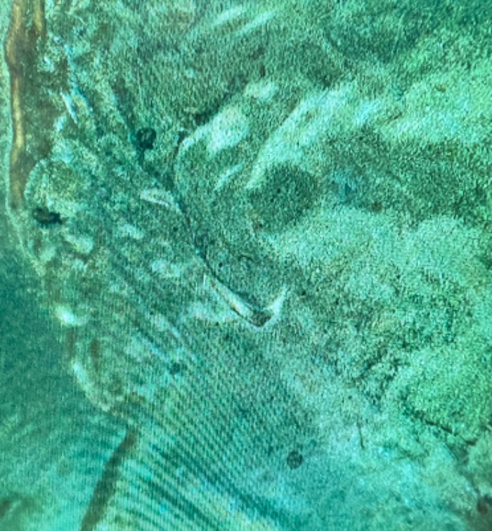 1983-D-Lincoln-Cent---Possible-WDDO-002?