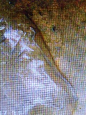 Snake-Head-Lincoln-1938-Wheat-Penny