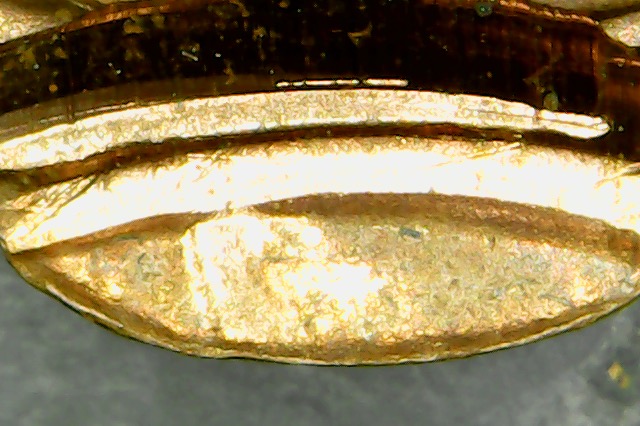 1970-D-LMC-Double-Struck