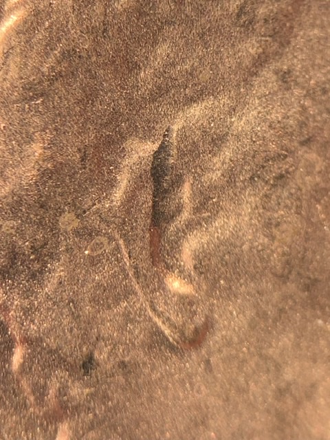 2018-D-Lincoln-Shield-Cent-UFO