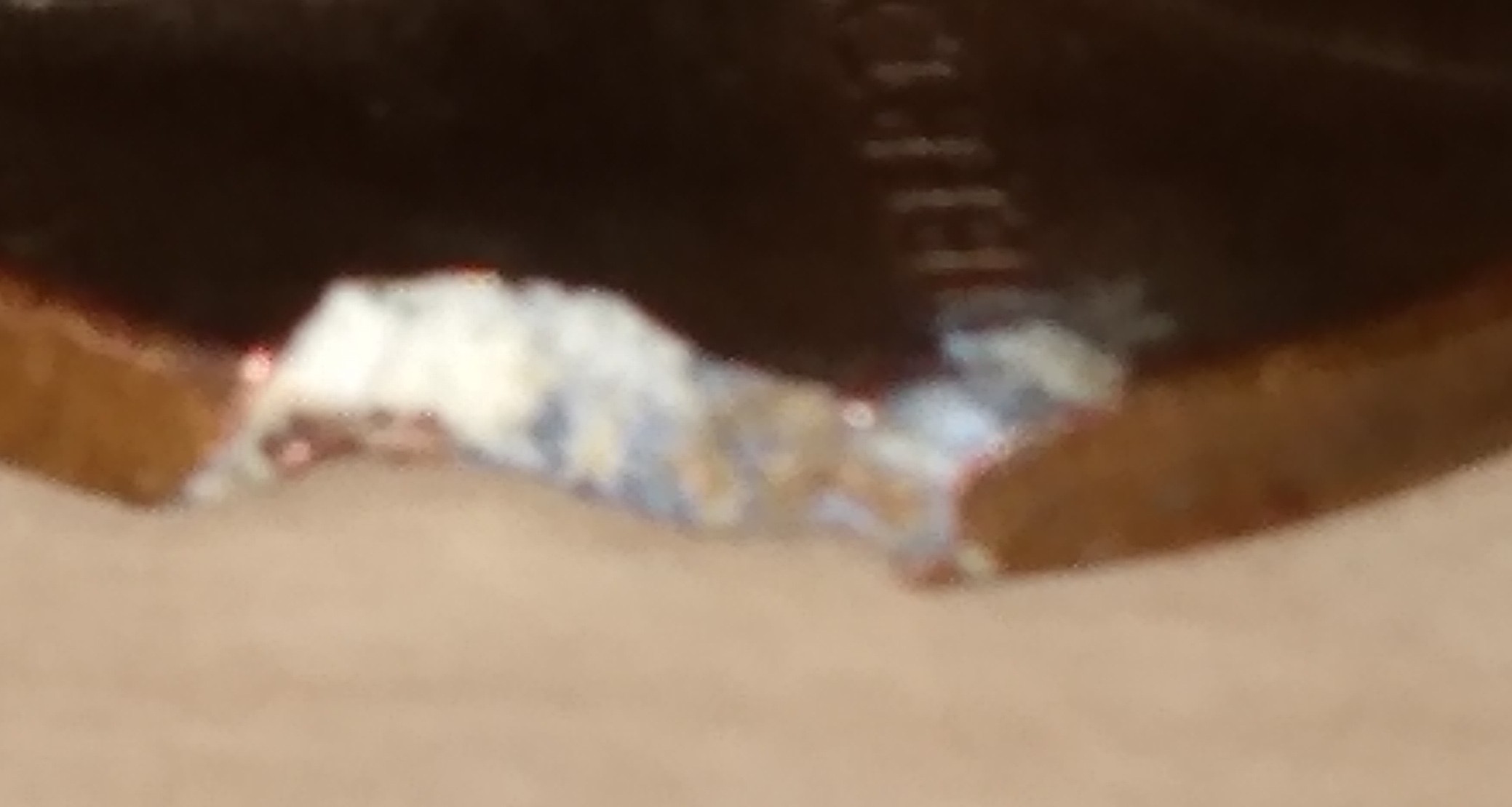 1983-Lincoln-Penny-Clip-Error?