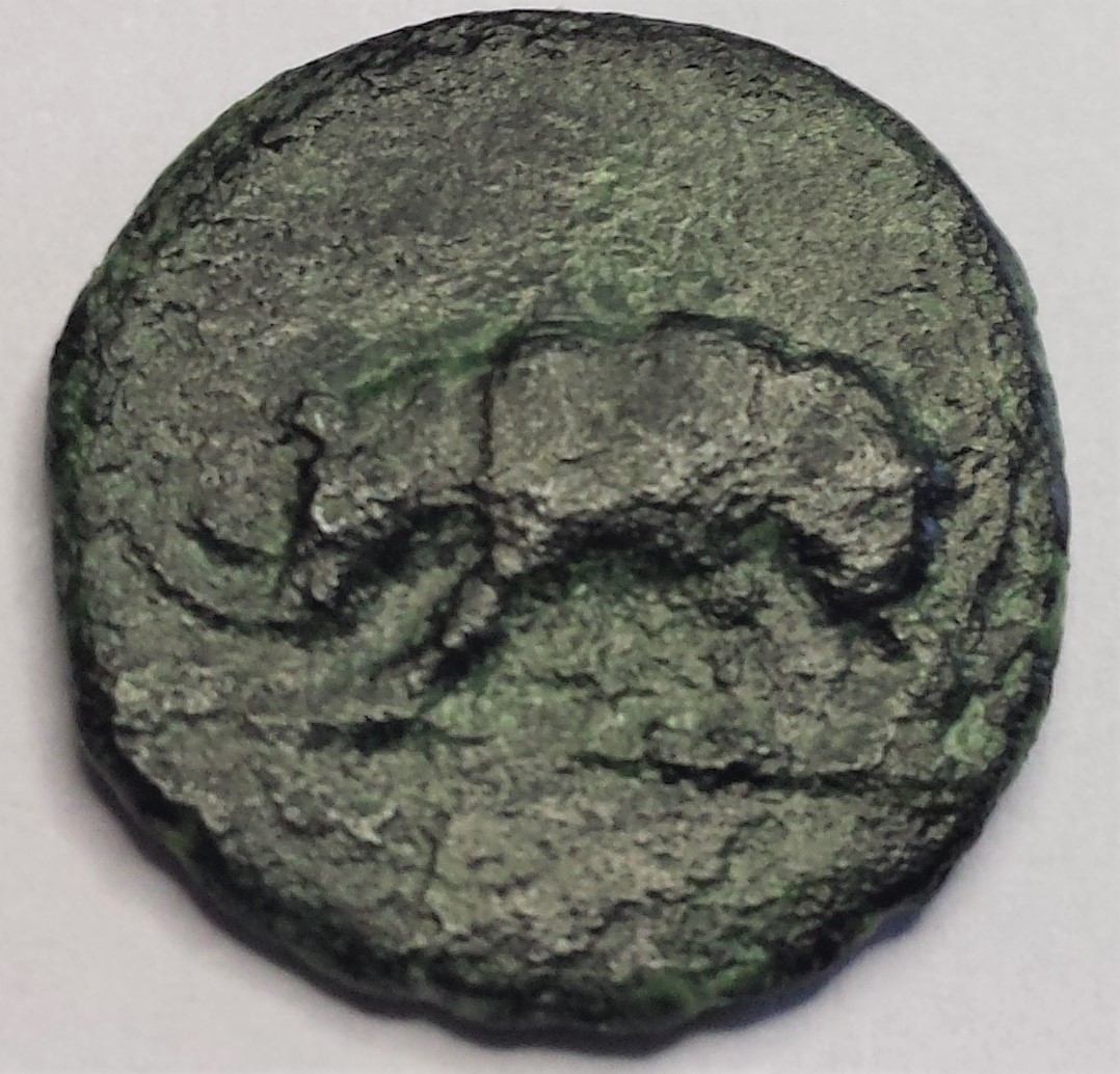 My-First-Animal-On-A-Coin.