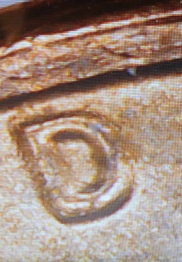 1982-Large-Date-Copper-Lincoln-Cent-Possible-Double-Die?
