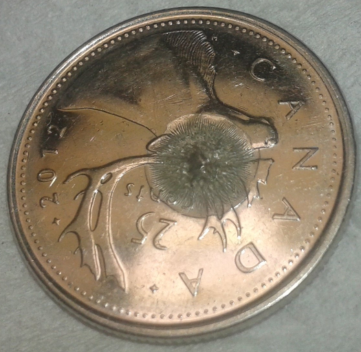 New-Pic-2012-Quarter-Poppy-Over-Cariboo-I-Think-What-Do-You-Think?