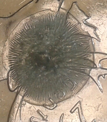 New-Pic-2012-Quarter-Poppy-Over-Cariboo-I-Think-What-Do-You-Think?