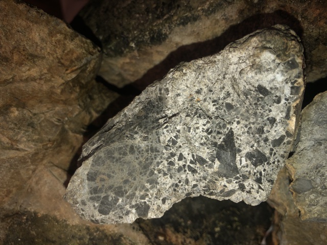 Back-Yard-Treasure-Or-Not-?