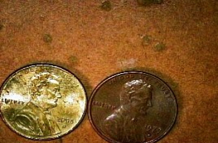 Why-Is-This-1943-P-Wartime-Nickel-Yellow?