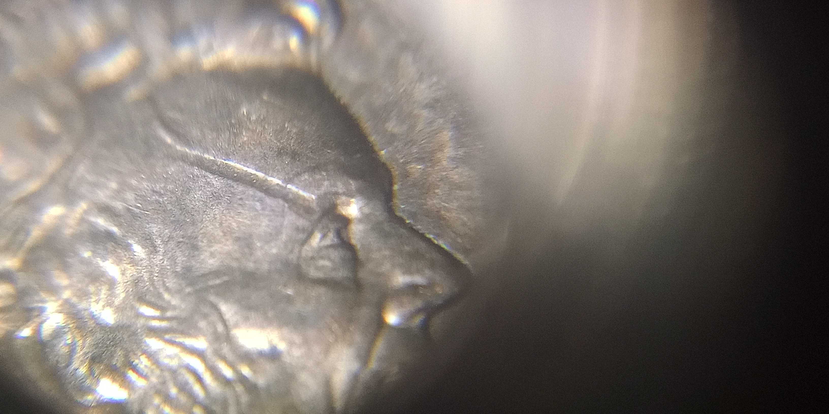 1999-P-Lincoln-Penny.
