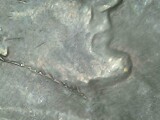 1983-Penny-Looks-Like-Fish-Hooked-Ear