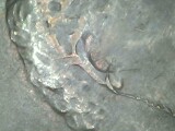 1983-Penny-Looks-Like-Fish-Hooked-Ear