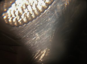 Help!-Polishing-Lines-Or-Scratches?-1884-O-Morgan-Dollar
