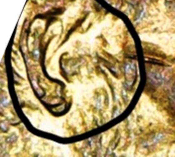 Double-Ear-Lobe-On-A-2004-Lmc?