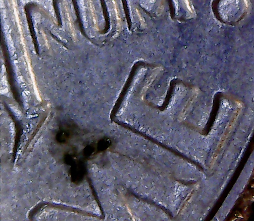 2019-D-DDO-Dime-I-Think?-Help!!