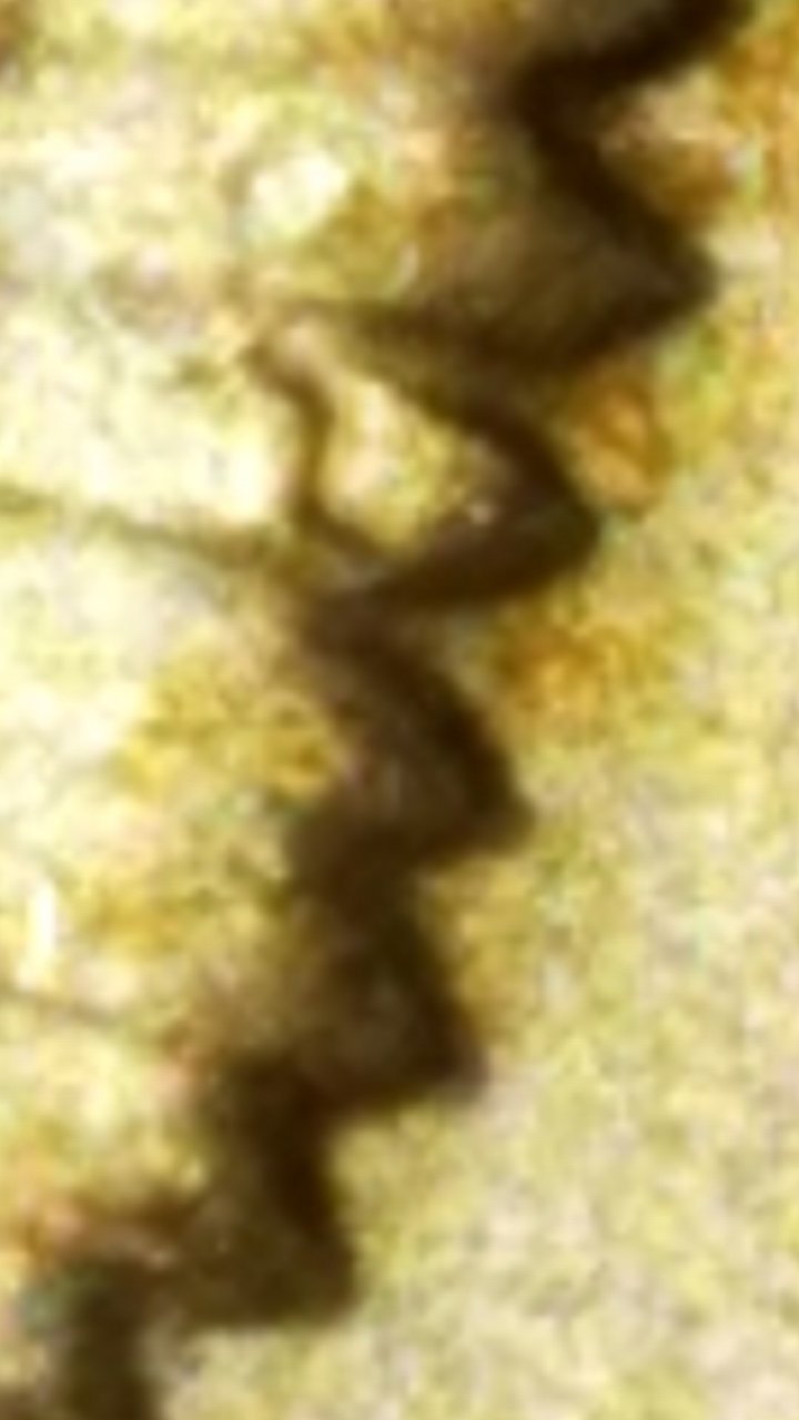 Post-Your-Kennedy-Half-Mint-Errors-And-Other-Interesting-Kennedy-Finds