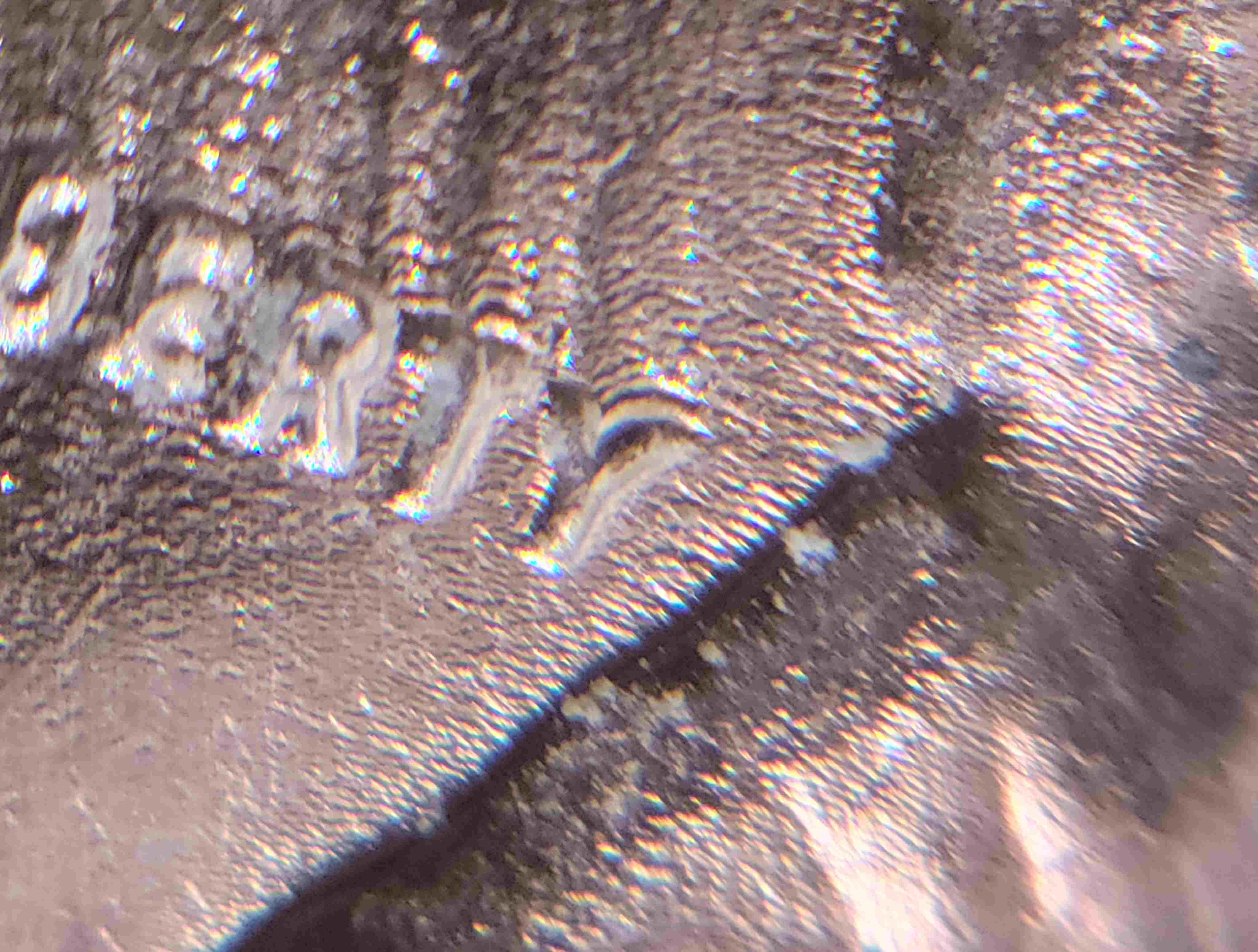 1944-D-Penny-Error-Obverse-And-Reverse