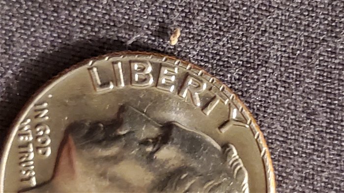 1976-D-Yellow-Tone-Dime-With-Possible-Errors.
