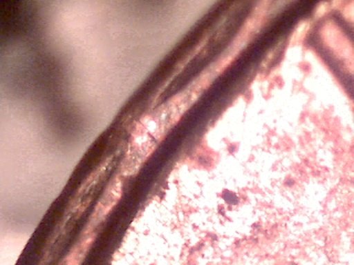 1983-LMC-Unlisted-Cud-?
