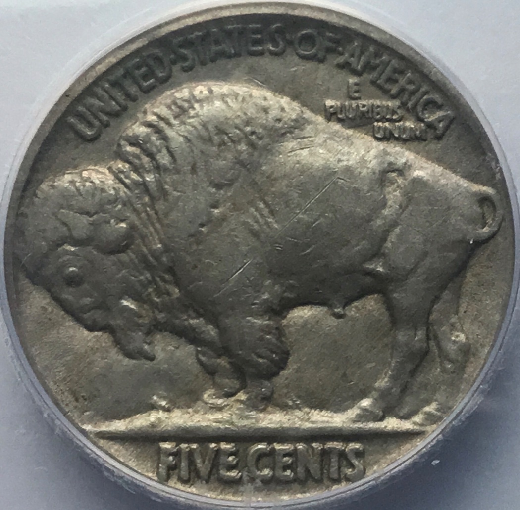 Buffalo-Back-On-The-Plain