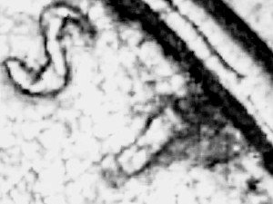 98-Penny-Error?-Trust-Spelt-Trusi-And-Possibly-Some-Doubling