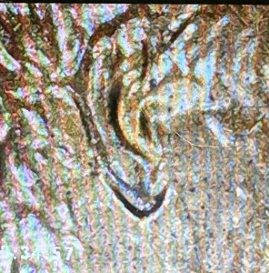 1988-D-Doubled-Ear,-Rotated-Dies,-FG-Initials-With-The-Tail