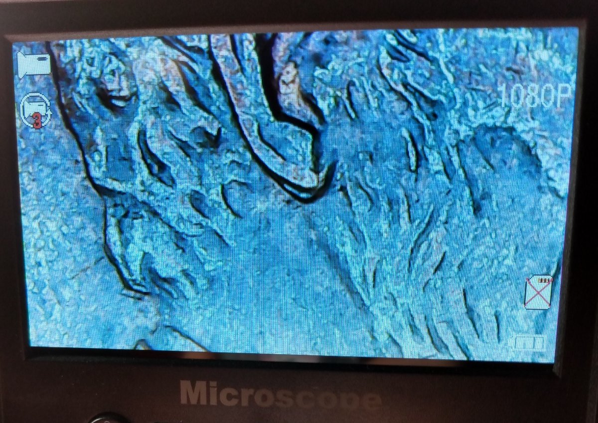 1995-D-Lincoln-Cent,-Possible-Doubled-Die-Ear?