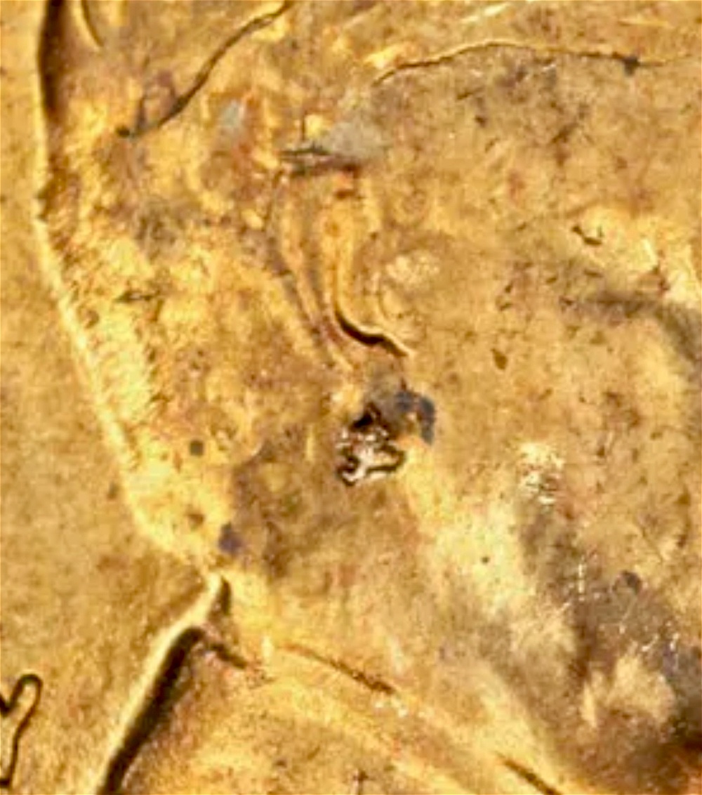 1955-P-Lincoln-LWC-With-Really-Neat-Earring-Like-Die-Chip