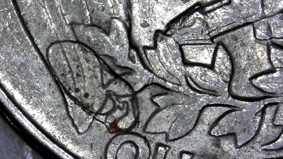 1981-D-Quarter-That-Has-Extra-Metal?