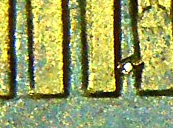 1977-Lincoln-Cent-With-?-Embedded-Wire?