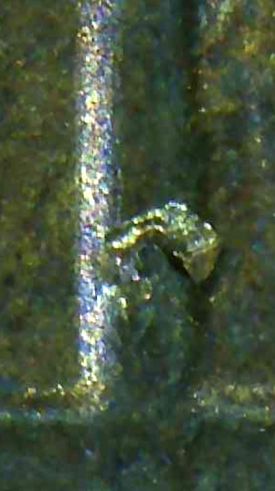 1977-Lincoln-Cent-With-?-Embedded-Wire?