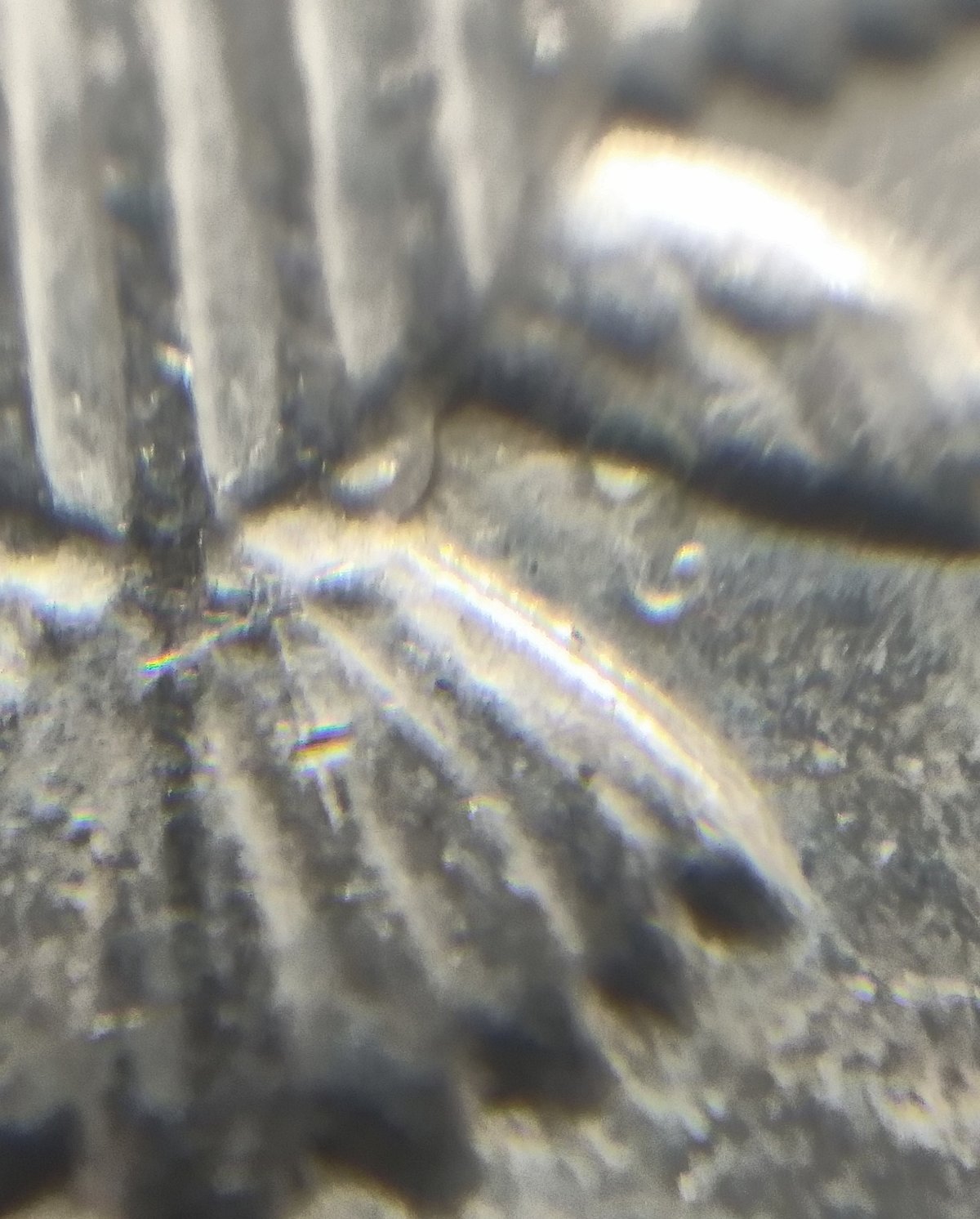 1981-P-Kennedy-Half-Dollar-Missing-Partial-FG