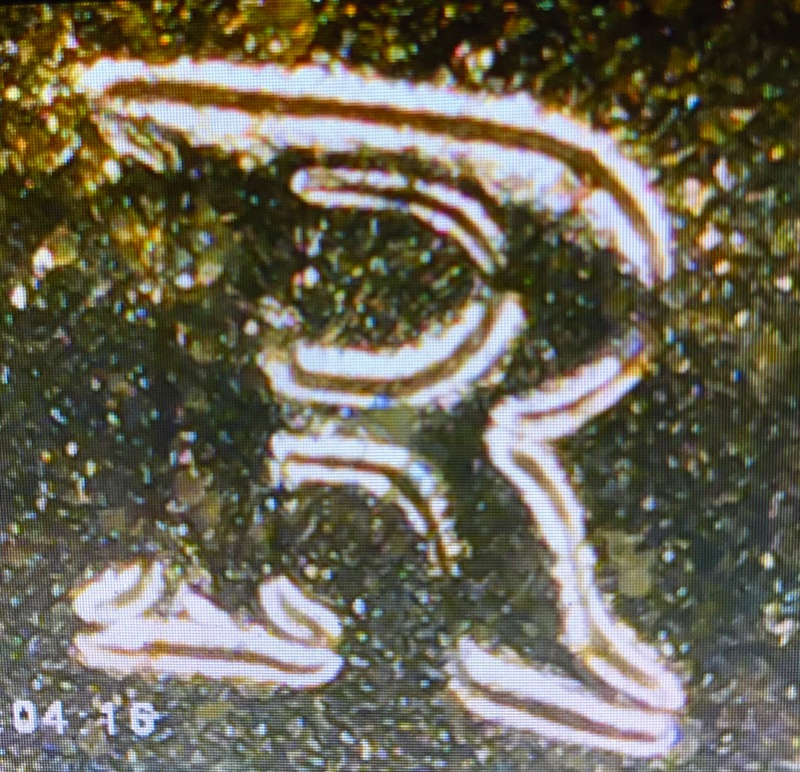 Machine-Doubling-Or-Doubled-Die?--2000-P-Sacagawea