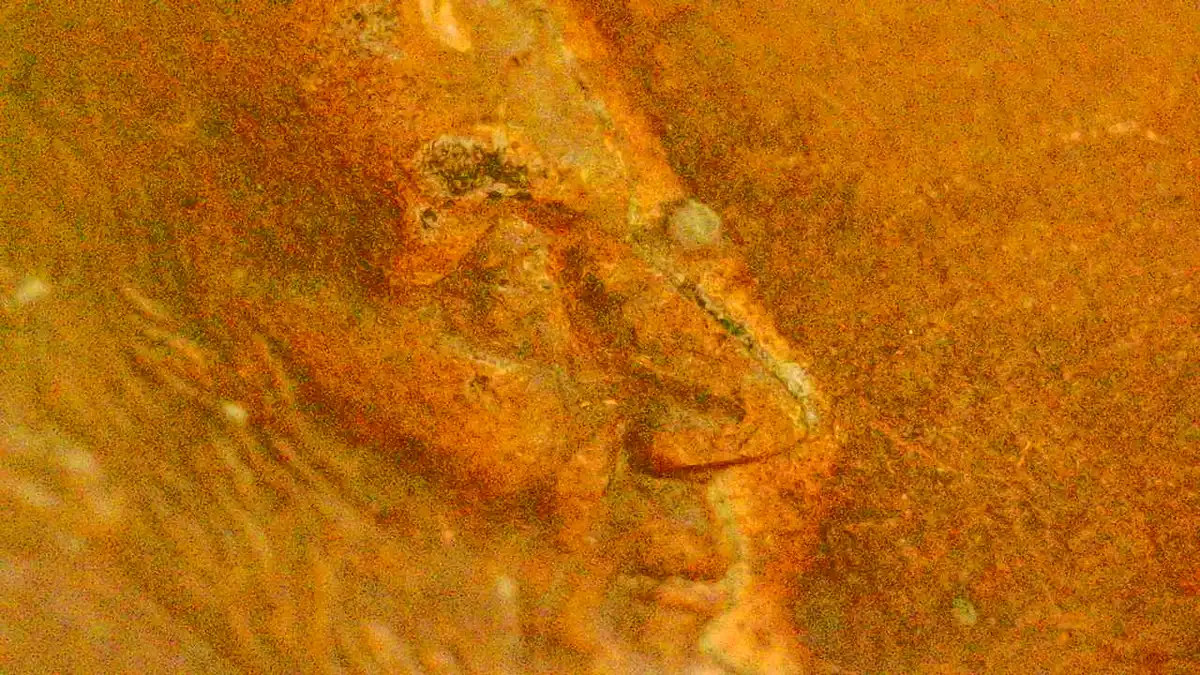 Bullet-Exiting-Lincoln's-Eye-On-1999-Penny.-Looks-Cool.
