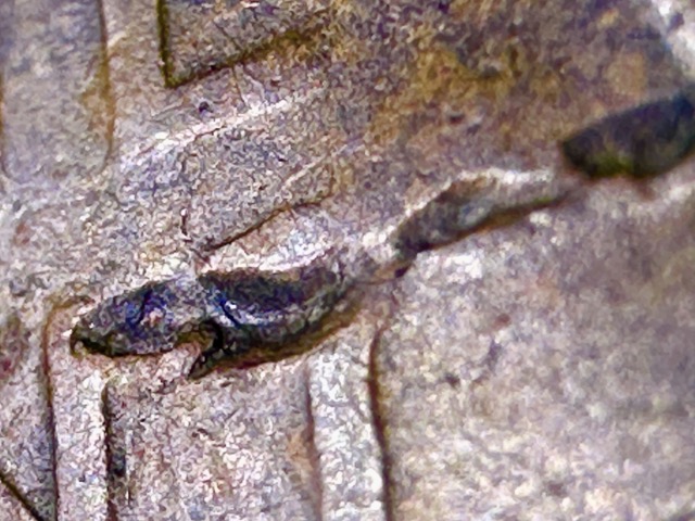 1921-Lincoln-Wheat-Cent-Rotated-Die,-Lam,-Or-Defective-Planchet?