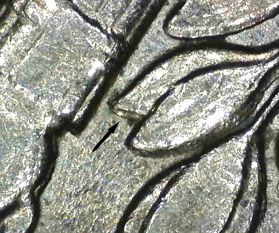 1998-P-Roosevelt-Dime---DDR-Or-Machine-Doubling?