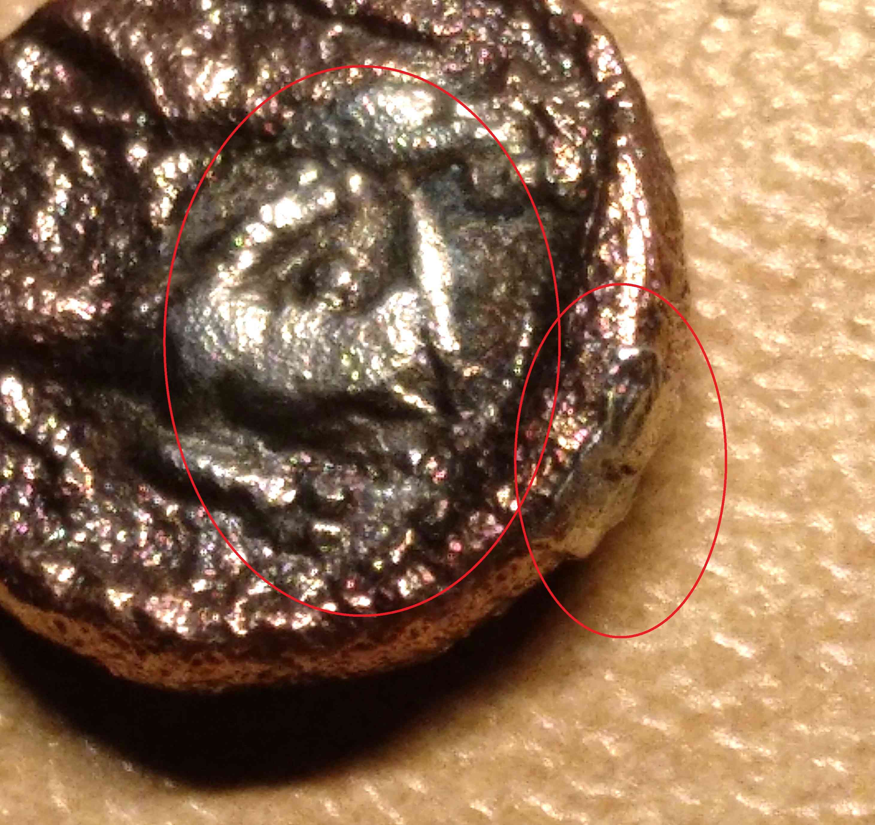 Can-Somebody-Identify-It?