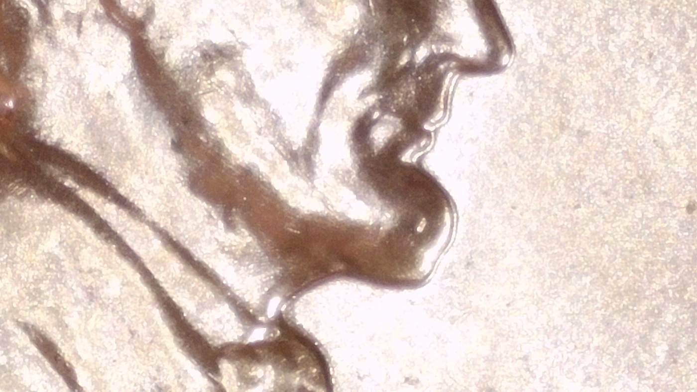 Possible-DDO-For-1958-D-Wheat-Pennies?