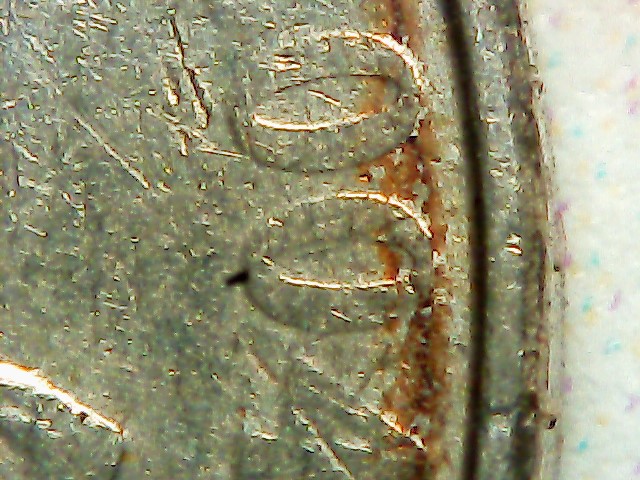 2004-P-Nickel-Stuck-Through-Grease?-Almost-All-Front-Lettering-Missing