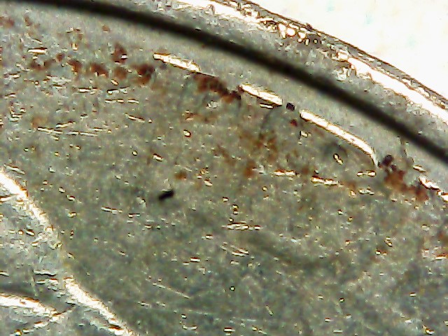 2004-P-Nickel-Stuck-Through-Grease?-Almost-All-Front-Lettering-Missing
