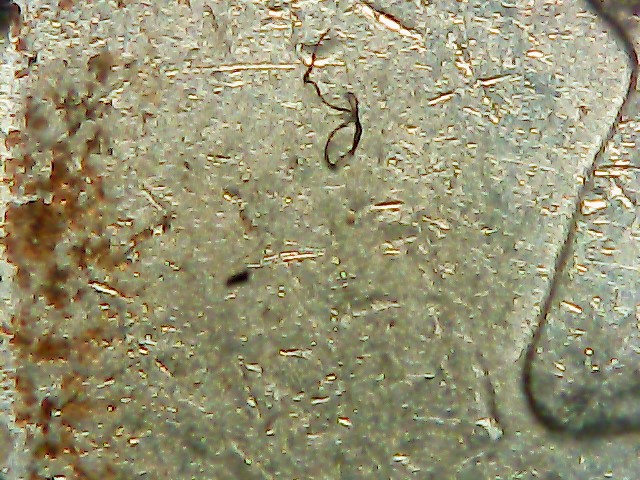 2004-P-Nickel-Stuck-Through-Grease?-Almost-All-Front-Lettering-Missing