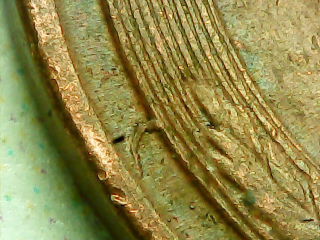 Is-This-A-Die-Break?-1958-Wheat-Penny